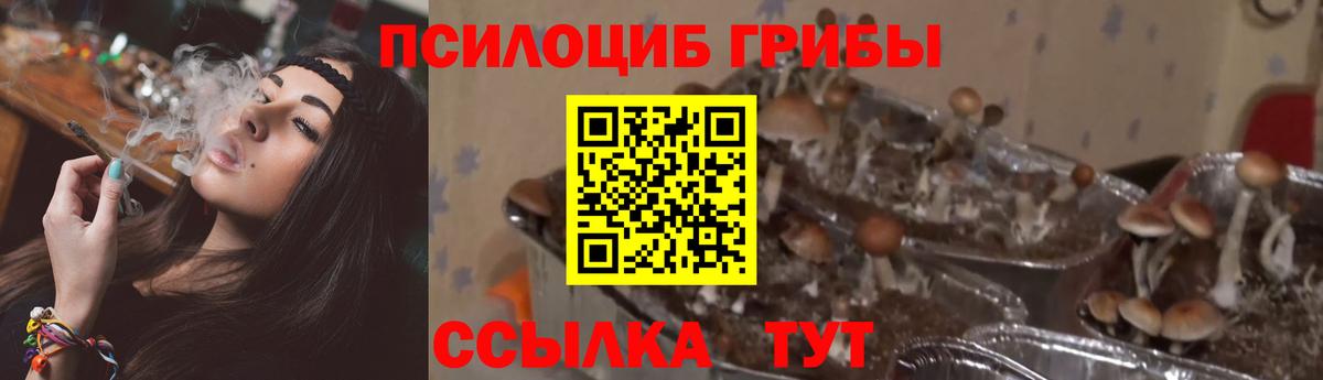 Псилоцибиновые грибы Psilocybine cubensis Сегежа